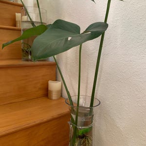 Monstera Deliciosa Cutting Fast-Growing Indoor Houseplant