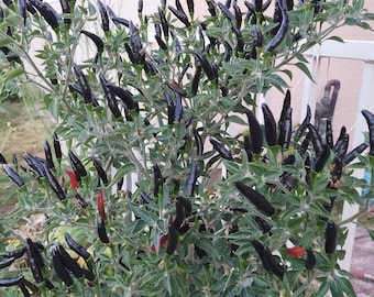 30+ Organic Fresh Rare Black Cobra Hot Chili Black Pepper Seeds