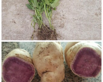 6 Rooted Non-GMO Hawaii/Okinawa Purple Sweet Potato slips with priority shipping