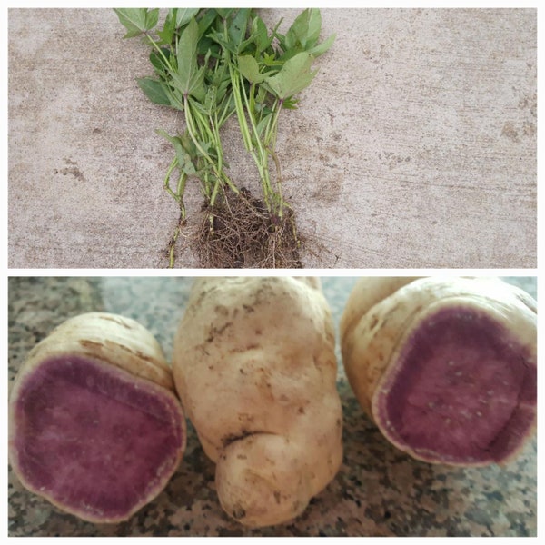 6 Rooted Non-GMO Hawaii/Okinawa Purple Sweet Potato slips with priority shipping