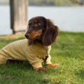 Classic Stripes Colorblock Dachshund Clothes, Small Dog Warm Stretch Knitwear, Pet Winter Spring Clothing, Corgi Cats Appare product logo