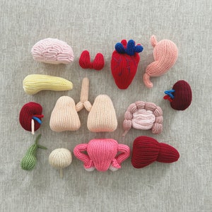 May include: A set of 12 knitted felt human organs, including the brain, heart, lungs, stomach, intestines, kidneys, bladder, uterus, ovaries, and a pear-shaped organ. The organs are all different colors and are arranged in a circle on a light gray background.