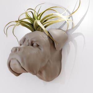 May include: A ceramic dog head planter with a green air plant growing out of the top. The planter is a light brown color and has a realistic dog face.