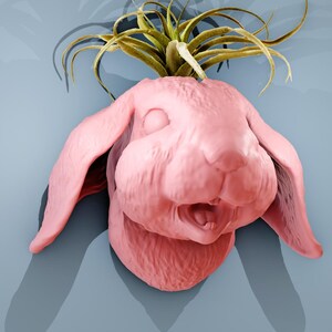 May include: A pink ceramic rabbit planter with a green air plant growing out of the top. The rabbit has a wide-eyed, surprised expression.