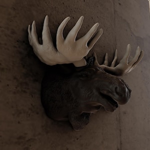 May include: A brown moose head mounted on a wall with white antlers. The moose head is facing to the right and has a detailed, realistic appearance.