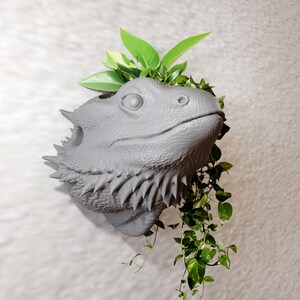 Peut inclure: Un pot mural gris en forme de tête de dragon barbu. Des plantes vertes poussent du haut et retombent sur le côté. Le pot est fait d'un matériau lisse et est fixé à un mur blanc texturé.