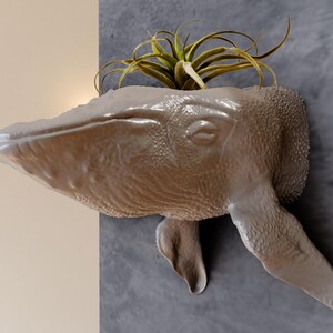 Puede incluir: Un macetero de cerámica con forma de ballena con un esmalte marrón claro. El macetero está montado en una pared y tiene una planta de aire creciendo dentro.
