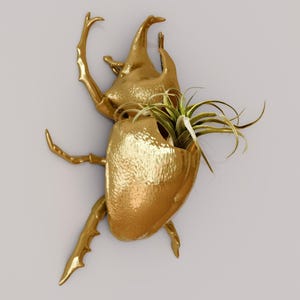 May include: A gold-coloured beetle-shaped planter with a small green plant growing inside. The planter is mounted on a white wall.
