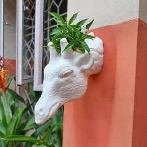 May include: White ceramic giraffe head planter with a green plant with white flowers growing out of it. The planter is mounted on a wall with a light orange and white background.