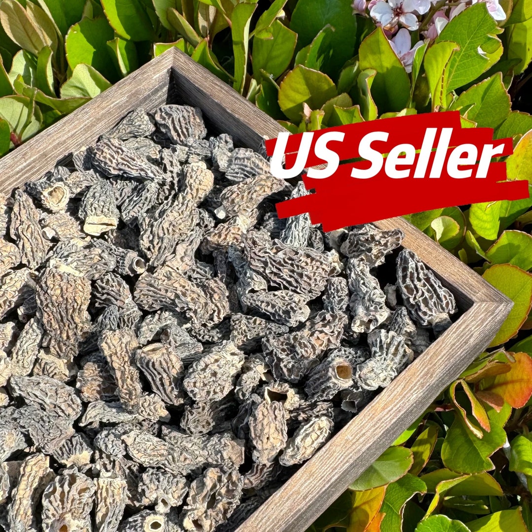 Wild Morel Mushrooms From Oregon Coast Premium Dried Delicacy 羊肚菌 野生羊肚菌small Etsy