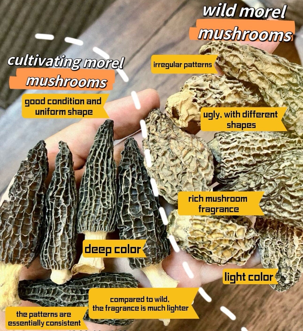 Wild Morel Mushrooms From Oregon Coast Premium Dried Delicacy 羊肚菌 野生羊肚菌small Etsy