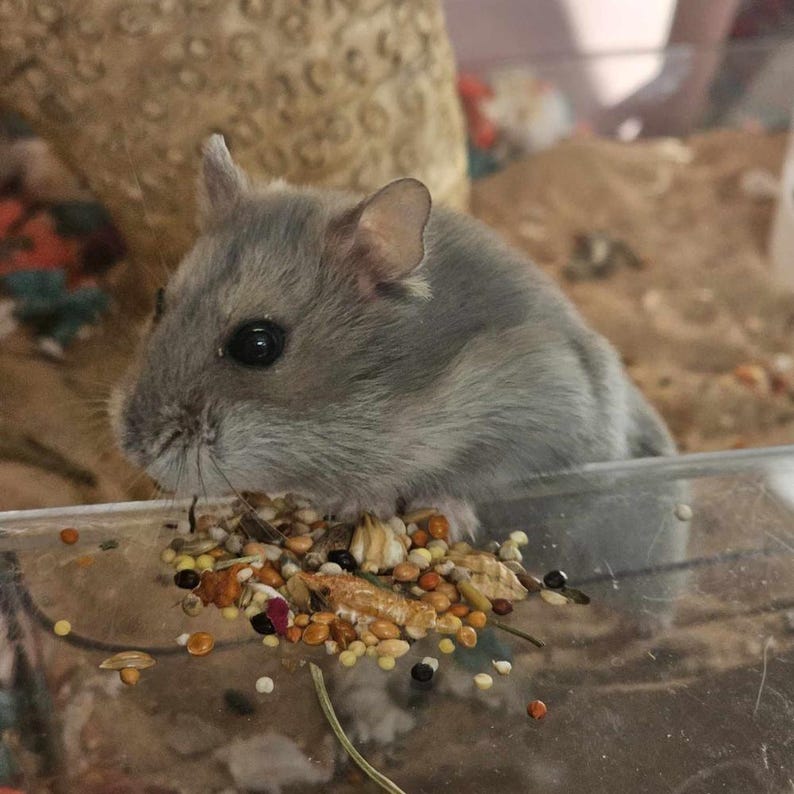 May include: A gray hamster eating a mix of seeds and grains from a clear glass dish.