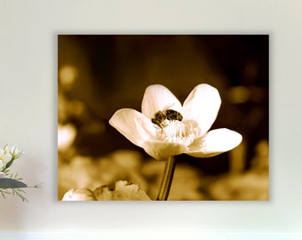 Zwart-wit grote muur kunst bloem fotografie Bee Fine Art Print op canvas | Natuurliefhebber cadeaus voor haar | Afdrukbare kunst aan de muur