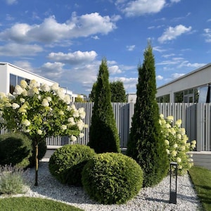 Shade Planting Scheme, Garden Plan Under Shade Tree, Tree Base Landscape, Yard and Curb Appeal