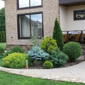 May include: A well-manicured front yard with a variety of shrubs and small trees. The landscaping features a mix of green, blue, and yellow foliage, with a stone pathway leading towards a house with a light-colored brick facade and dark brown window frames.