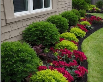 Landscape Plan,Shade Planting Scheme, Garden Plan Under Shade Tree, Tree Base Landscape, Yard and Curb Appeal