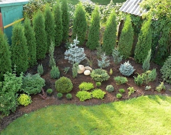 Shade Garden Planting Plan: Custom Tree Base Landscape Design