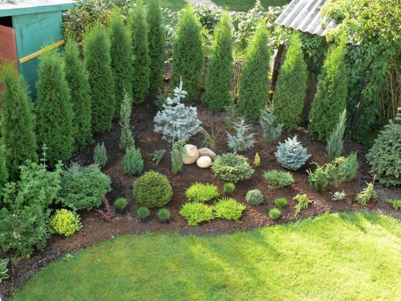 May include: A vibrant garden bed featuring a variety of evergreen shrubs and trees. The arrangement includes tall, slender conifers, rounded bushes, and low-growing ground cover, all set against a backdrop of green grass and dark soil.