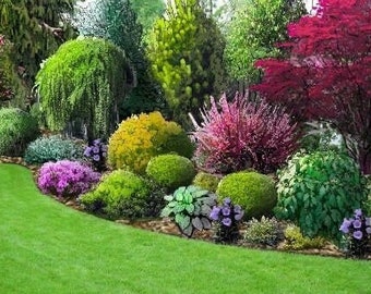 Landscape Plan ,Shade Planting Scheme, Garden Plan Under Shade Tree, Tree Base Landscape, Yard and Curb Appeal