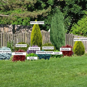 Ready-Made Landscape, Premade Spiral Tree Design, Zone 6 (6a) Landscape Design, Landscaping Ideas, Right Facing Landscape Design, Full Shade