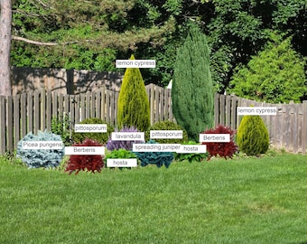 May include: A backyard garden design with a variety of plants, including lemon cypress, spreading juniper, hosta, pittosporum, lavender, and berberis. The plants are arranged in a row along a wooden fence.