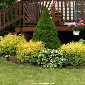 Landscape Plan, Shade Planting Scheme, Garden Plan Under Shade Tree, Tree Base Landscape, Yard and Curb Appeal