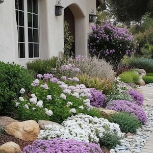 Landscape Plan ,Shade Planting Scheme, Garden Plan Under Shade Tree, Tree Base Landscape, Yard and Curb Appeal