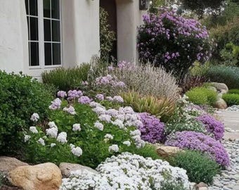 May include: A vibrant garden bed featuring a variety of flowering plants in shades of purple, white, and green. The garden is bordered by a stone pathway and large rocks, creating a visually appealing landscape design.