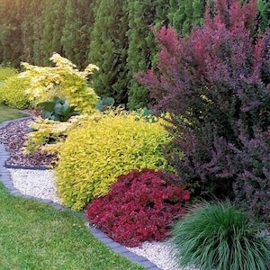 Premade Fence Landscape , Magnolia Tree Design, Zone 5-8 Landscape Design, Landscaping Privacy Fence Ideas, Fence Landscape, Ready-Made