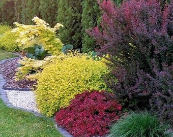 Premade Fence Landscape , Magnolia Tree Design, Zone 5-8 Landscape Design, Landscaping Privacy Fence Ideas, Fence Landscape, Ready-Made
