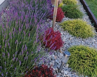 May include: A vibrant garden bed featuring rows of purple lavender, interspersed with red and green shrubs. The bed is lined with gray stones and a wooden border, with a solar-powered light fixture. Green grass is visible in the background.
