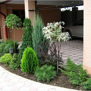 Shade Planting Scheme, Garden Plan Under Shade Tree, Tree Base Landscape, Yard and Curb Appeal