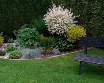 May include: A wooden bench sits on a green lawn in front of a garden with a white weeping willow tree, green shrubs, and a hedge.