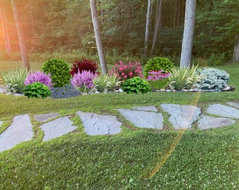 Landscape Plan,Shade Planting Scheme, Garden Plan Under Shade Tree, Tree Base Landscape, Yard and Curb Appeal
