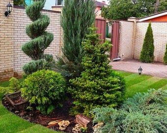 May include: A small garden with a variety of evergreen trees and shrubs. The trees are planted in a circular pattern around a small, grassy area. The trees are all different sizes and shapes, and they are all green.