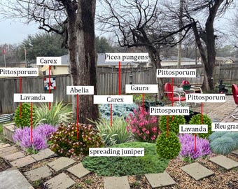 May include: A backyard garden with a variety of plants, including lavender, carex, pittosporum, abelia, gaura, picea pungens, spreading juniper, and bleu graas.