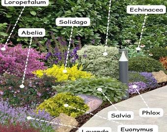 Schattenpflanzschema, Gartenplan unter schattigem Baum, Baumbasislandschaft, Hof- und Bordsteinreiz