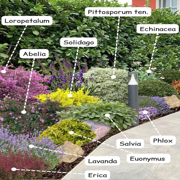 Shade Planting Scheme, Garden Plan Under Shade Tree, Tree Base Landscape, Yard and Curb Appeal  Dıjıtal Dowland