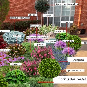 Shade Planting Scheme, Garden Plan Under Shade Tree, Tree Base Landscape, Yard and Curb Appeal