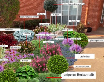 Custom Shade Planting Plan, Digital Landscape Design (Zones 5-8)
