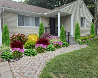 Landscape Plan,Shade Planting Scheme, Garden Plan Under Shade Tree, Tree Base Landscape, Yard and Curb Appeal