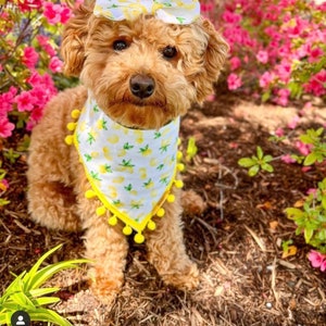 Lemonade Dog Bandana, Daisy Dog Bandana, Pet Clothing, Dog Lemon Collection, Personalized Dog Bandana With Matching Hair Bow, Gift For Pet