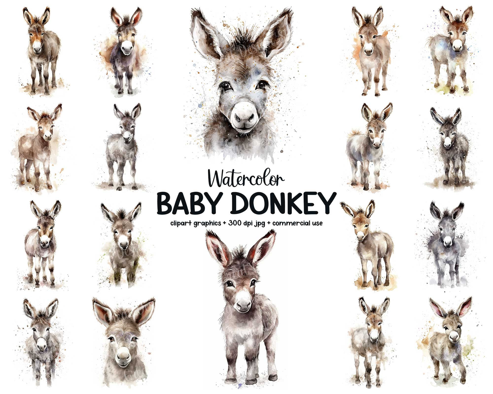 Cute Baby Donkey