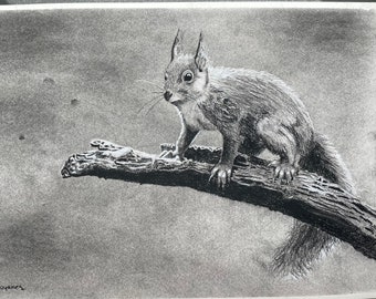 Squirrel charcoal drawing