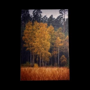 Grußkarte "Birken im Herbst II"