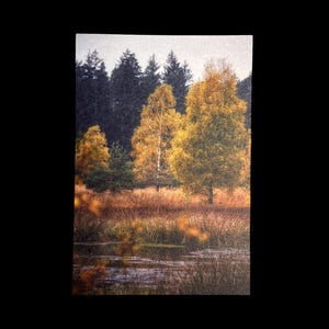 Grußkarte "Birken im Herbst I"