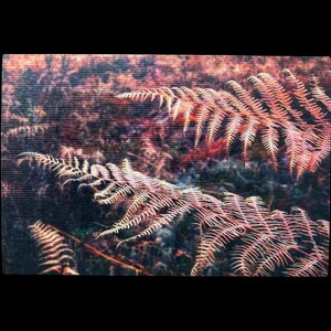 Grußkarte - "Herbst-Farn"