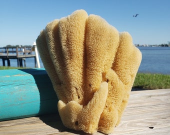 LARGE Sea Sponge 1pc 7"-9", Display Sponge, Sustainably Harvested, Decorative Bath Sponge Gift, Florida Sponge Co