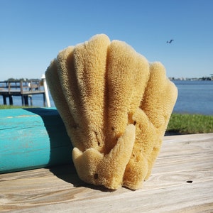 LARGE Sea Sponge 1pc 7"-9", Display Sponge, Sustainably Harvested, Decorative Bath Sponge Gift, Florida Sponge Co