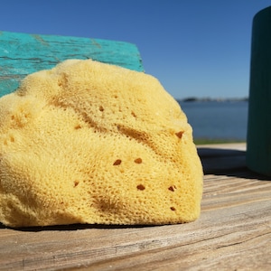 Facial Sponge - Natural Sponge - Natural Sea Sponge - Face Care - Beauty Supply - Exfoliating Sea Sponge for Facials 2-3" 1pc